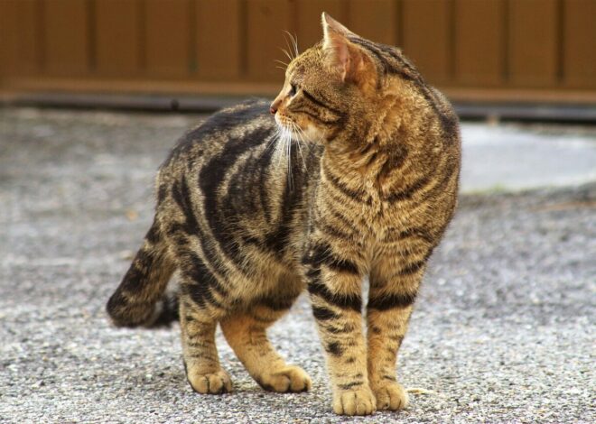 Ceuta’s feline colonies disappearing three weeks after migrant influx