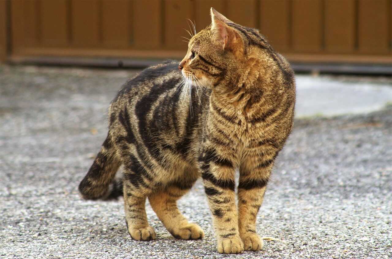Ceuta’s feline colonies disappearing three weeks after migrant influx
