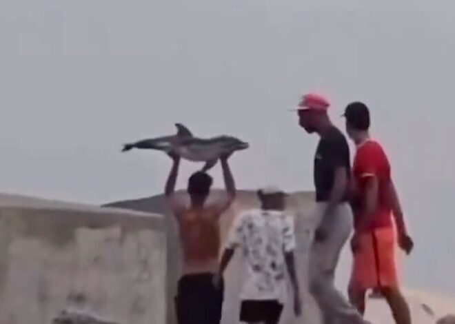 Migrant Group Kills Dolphin Calf On Ceuta Beach, Sparking Outrage