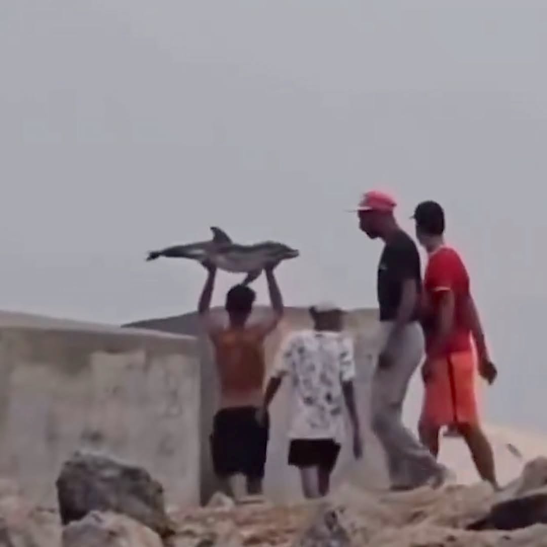 Migrant Group Kills Dolphin Calf On Ceuta Beach, Sparking Outrage