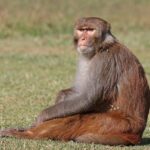 A macaque sitting down.